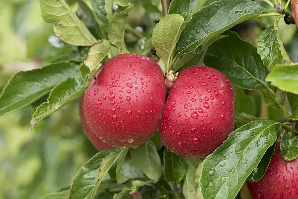 616035 - Orchard apple (Malus x domestica 'Idared')