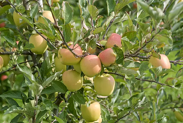 517325 - Orchard apple (Malus x domestica 'Iduna')