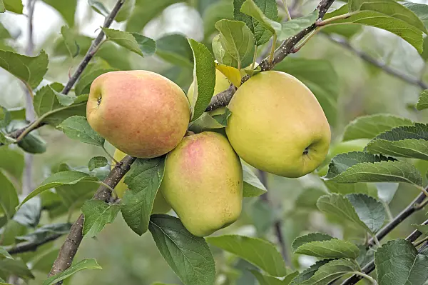 535354 - Orchard apple (Malus x domestica 'Iduna')