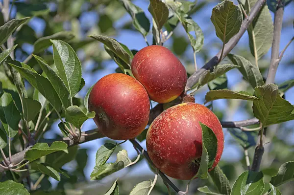 517326 - Orchard apple (Malus x domestica 'Ingrid Marie')