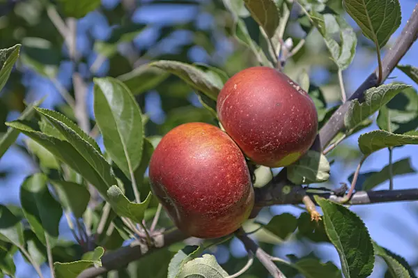 517327 - Orchard apple (Malus x domestica 'Ingrid Marie')