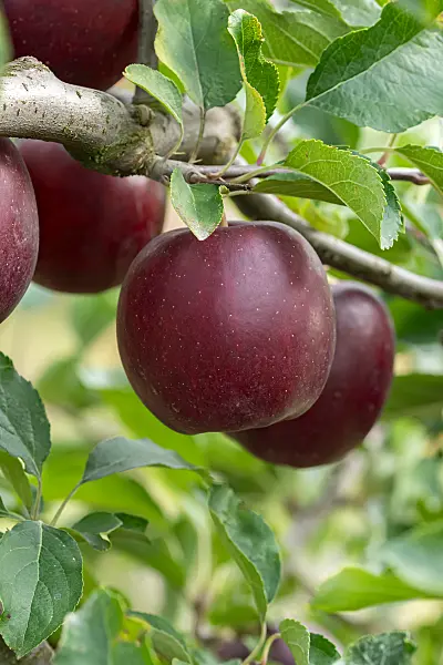 675218 - Orchard apple (Malus x domestica 'Isaaq')