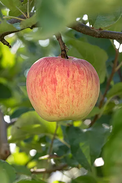 675219 - Orchard apple (Malus x domestica 'James Grieve')