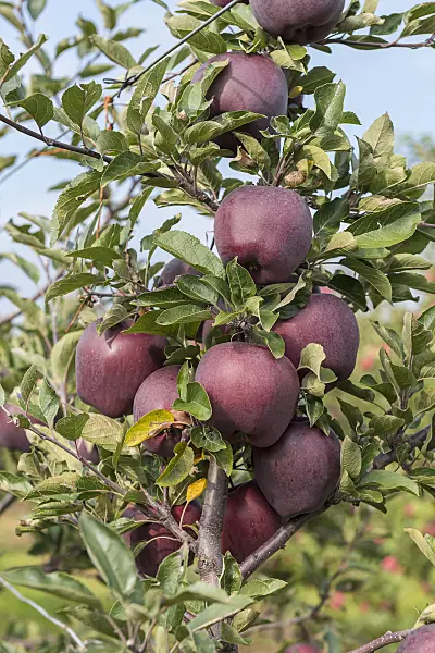 616036 - Orchard apple (Malus x domestica 'Jeromine')
