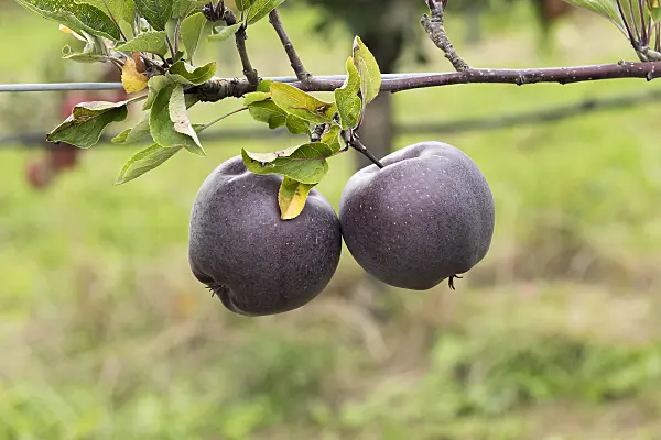 616038 - Orchard apple (Malus x domestica 'Jeromine')