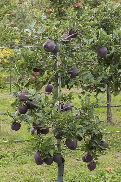 616039 - Orchard apple (Malus x domestica 'Jeromine')