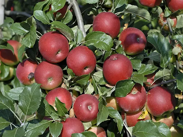 471419 - Orchard apple (Malus x domestica 'Jonafree')