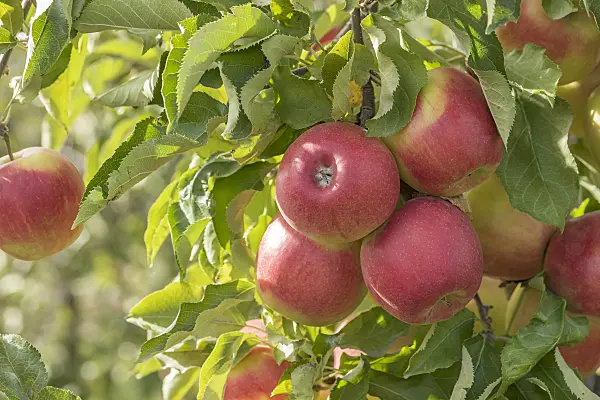 635124 - Orchard apple (Malus x domestica 'Jonagold de Coster')
