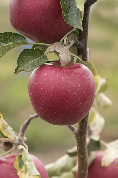 635081 - Orchard apple (Malus x domestica 'Jonagold Pfeiffer')