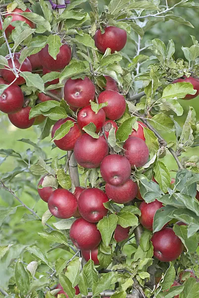 502273 - Orchard apple (Malus x domestica 'Jonathan')