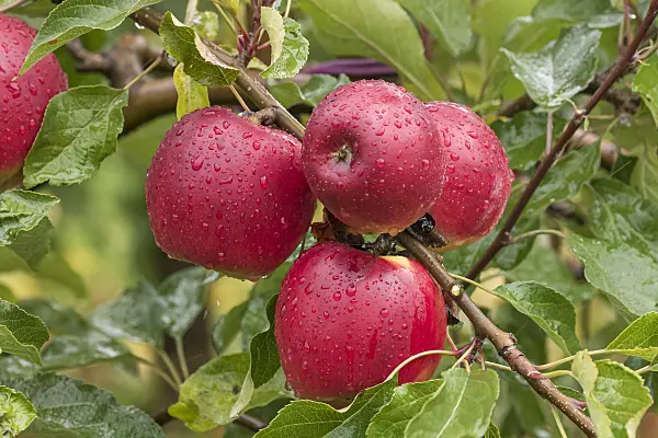 616040 - Orchard apple (Malus x domestica 'Jonathan')