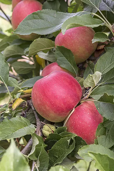 635125 - Orchard apple (Malus x domestica 'Junami')