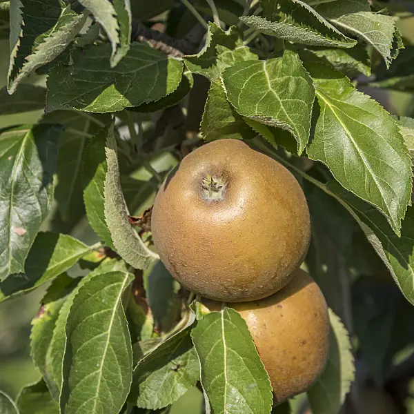 625271 - Orchard apple (Malus x domestica 'Kanadarenette')
