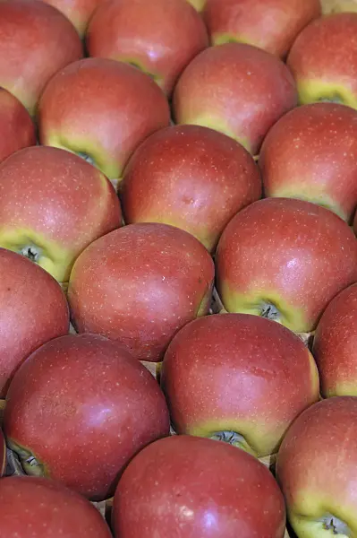 517335 - Orchard apple (Malus x domestica 'Kanzi')