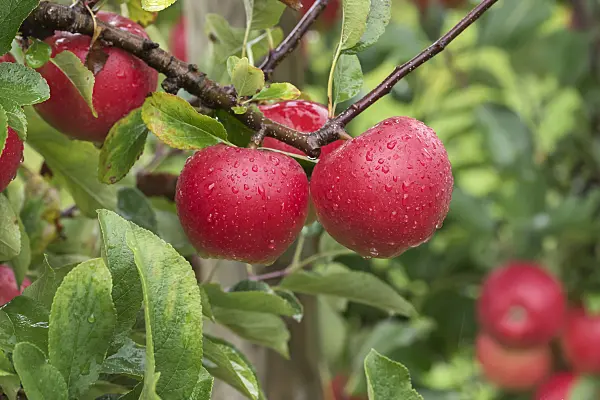 616073 - Orchard apple (Malus x domestica 'Kanzi')