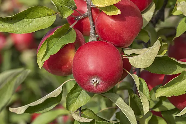 635126 - Orchard apple (Malus x domestica 'Kanzi')