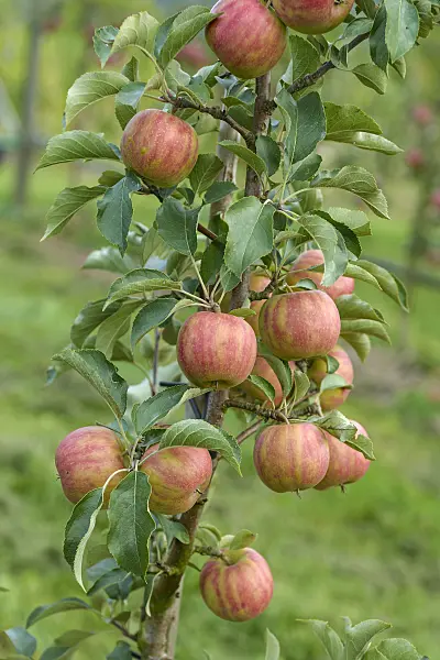 547185 - Orchard apple (Malus x domestica 'Karneval')