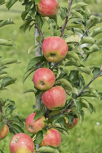 616041 - Orchard apple (Malus x domestica 'Karneval')