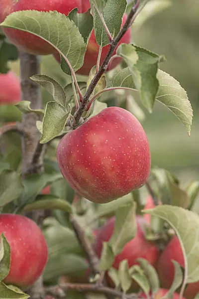 635084 - Orchard apple (Malus x domestica 'Karneval')