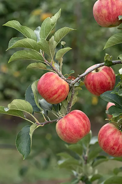 675226 - Orchard apple (Malus x domestica 'Karneval')