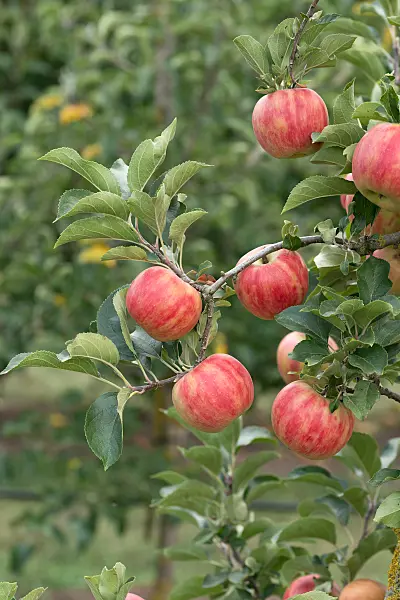 675227 - Orchard apple (Malus x domestica 'Karneval')