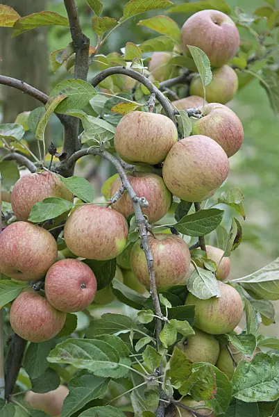 502274 - Orchard apple (Malus x domestica 'Kasseler Renette')