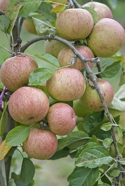 502275 - Orchard apple (Malus x domestica 'Kasseler Renette')