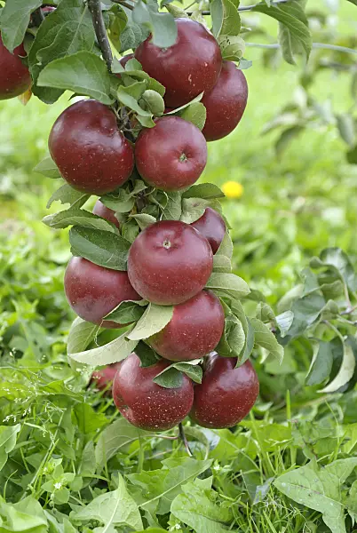 517328 - Orchard apple (Malus x domestica 'Katrina')