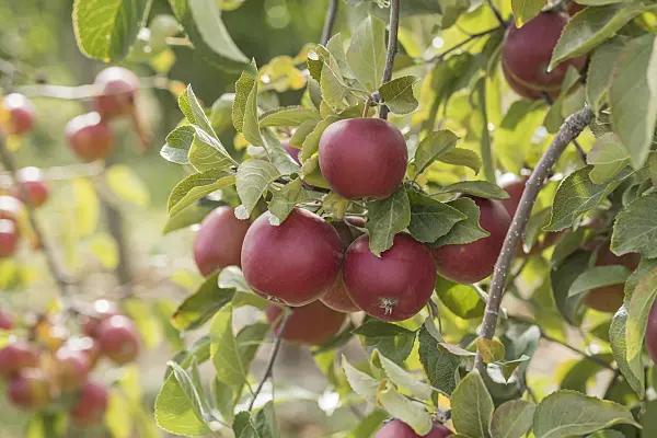 635085 - Orchard apple (Malus x domestica 'Kent')