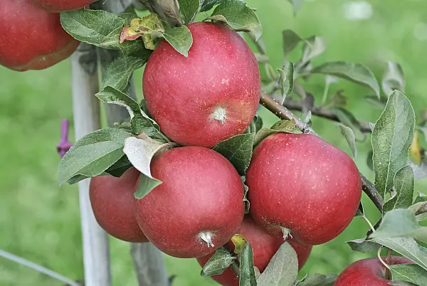 502276 - Orchard apple (Malus x domestica 'La Flamboyante')