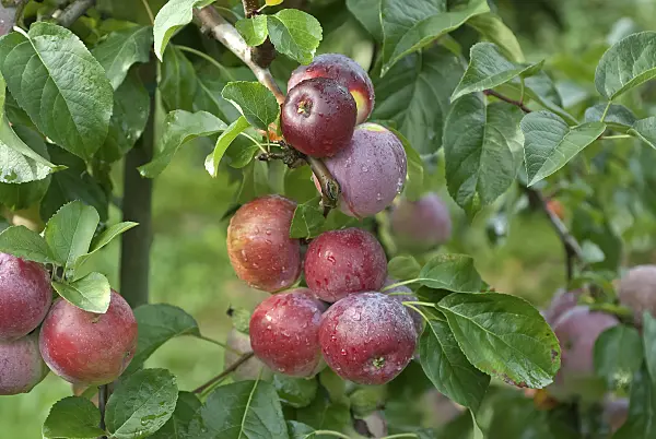 490097 - Orchard apple (Malus x domestica 'Liberty')