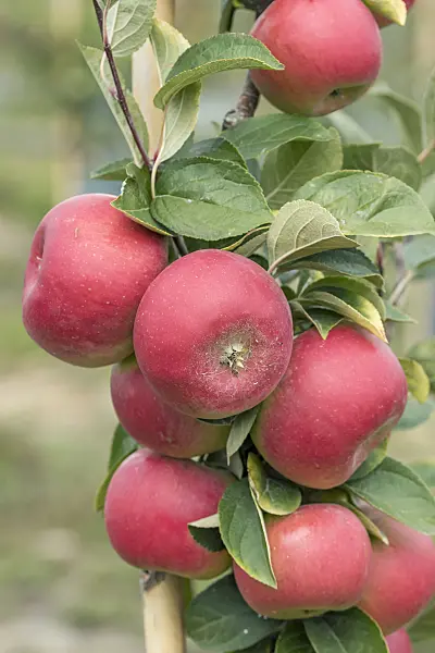 635086 - Orchard apple (Malus x domestica 'Linsenhofener Renette')