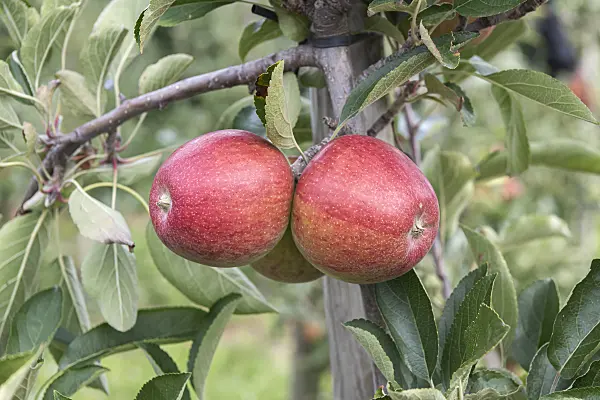 635088 - Orchard apple (Malus x domestica 'Lochbuie Red Braeburn')