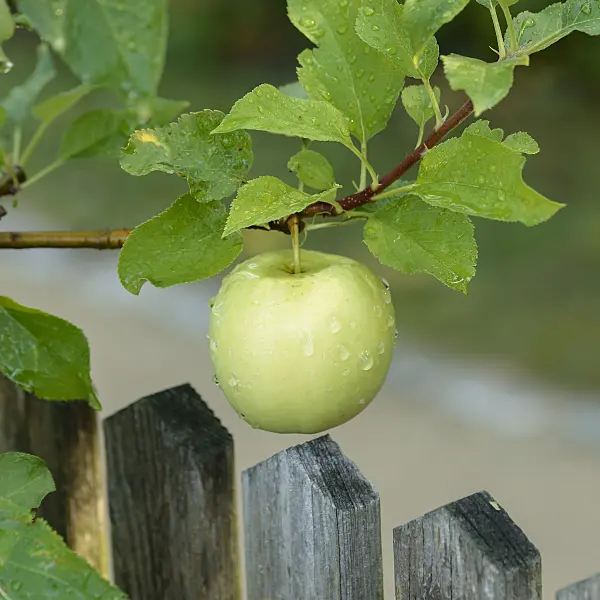 558165 - Orchard apple (Malus x domestica 'Luna')