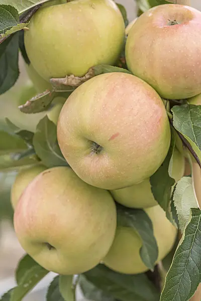635089 - Orchard apple (Malus x domestica 'Luna')