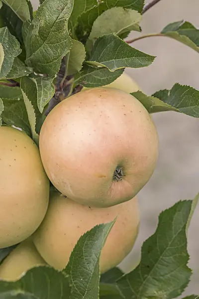 635090 - Orchard apple (Malus x domestica 'Luna')