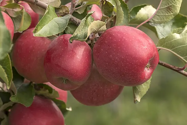 635091 - Orchard apple (Malus x domestica 'Majesty')