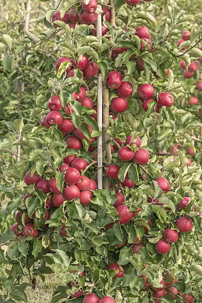 635093 - Orchard apple (Malus x domestica 'Majesty')