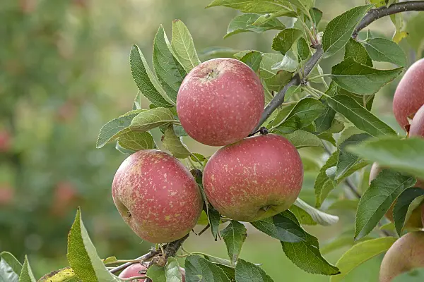 547186 - Orchard apple (Malus x domestica 'Margol')