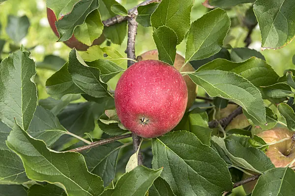 635127 - Orchard apple (Malus x domestica 'Mariella')
