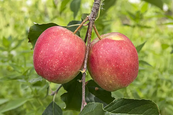 635128 - Orchard apple (Malus x domestica 'Mariella')