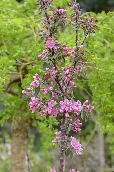 575152 - Orchard apple (Malus x domestica 'Maypole')
