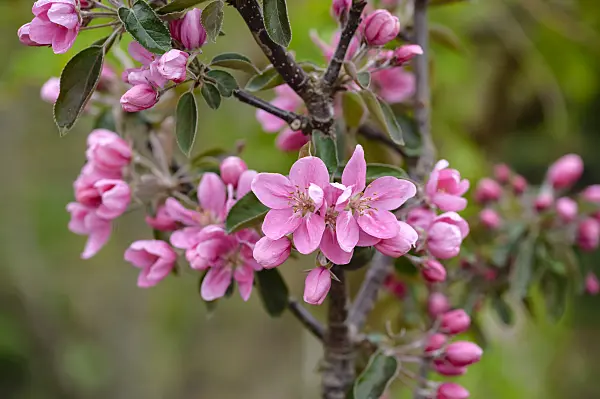 593141 - Orchard apple (Malus x domestica 'Maypole')