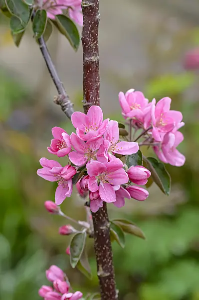 593142 - Orchard apple (Malus x domestica 'Maypole')