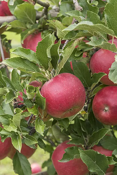 616042 - Orchard apple (Malus x domestica 'Milwa')