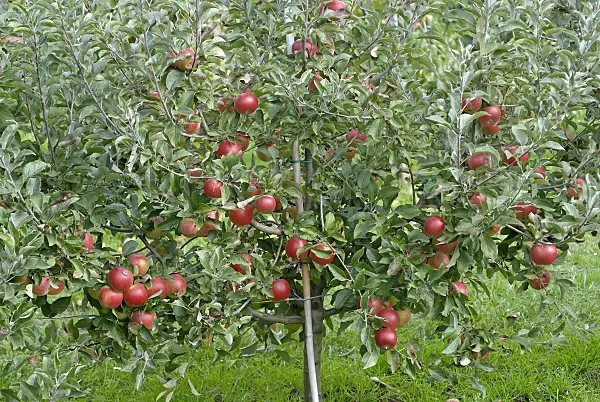 490098 - Orchard apple (Malus x domestica 'Mini-Cox')