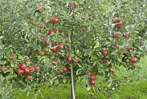 502295 - Orchard apple (Malus x domestica 'Mini-Cox')