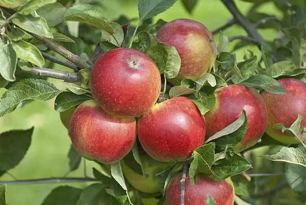 517336 - Orchard apple (Malus x domestica 'Mini-Cox')
