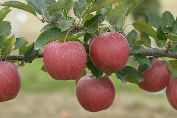547205 - Orchard apple (Malus x domestica 'Mondial Gala')