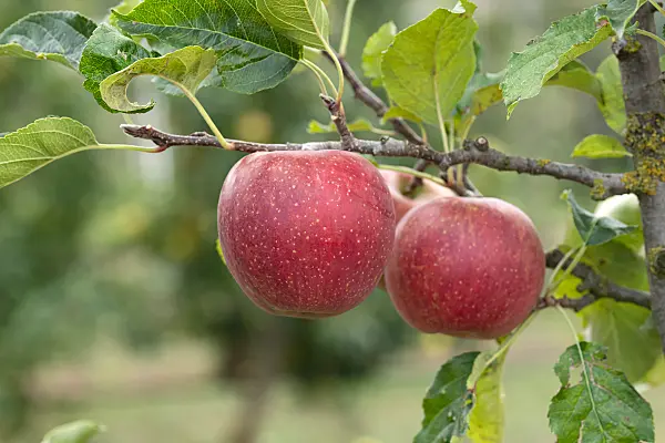 675259 - Orchard apple (Malus x domestica 'Natyra')